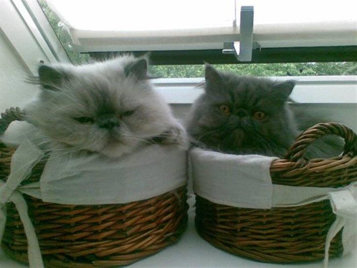 Perser Boris. R.I.P billede 2