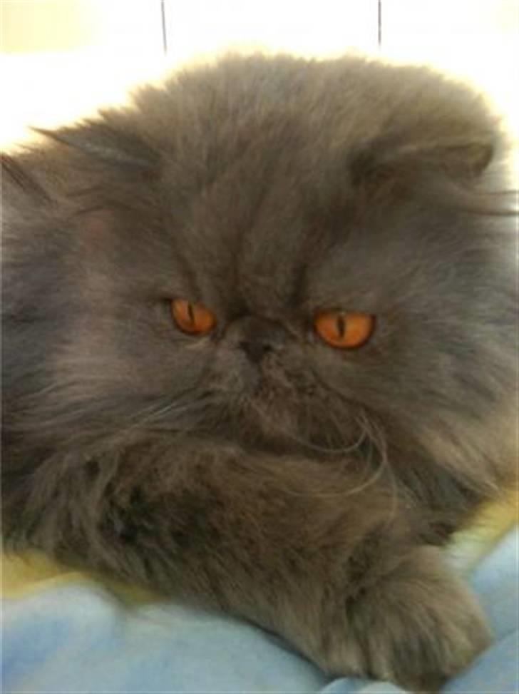 Perser Boris. R.I.P billede 3