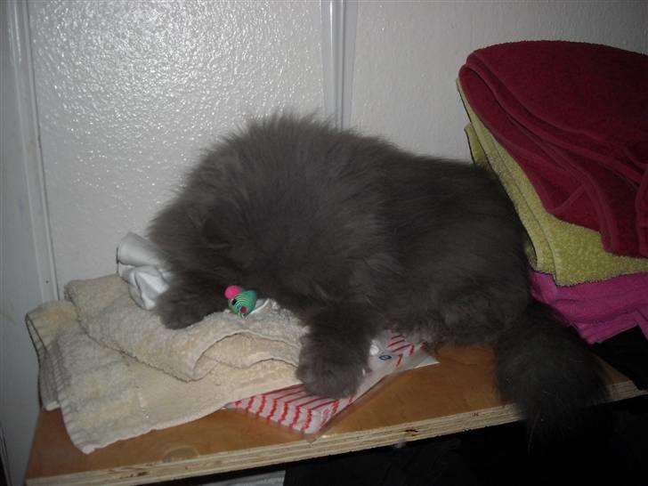 Perser Boris. R.I.P billede 4