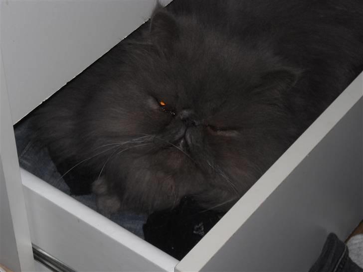 Perser Boris. R.I.P billede 5