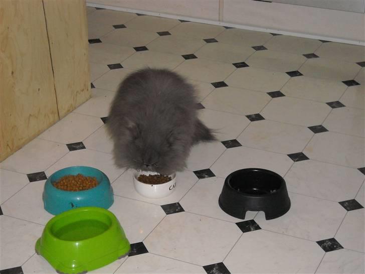 Perser Boris. R.I.P billede 6