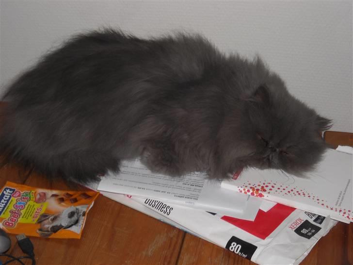 Perser Boris. R.I.P billede 7