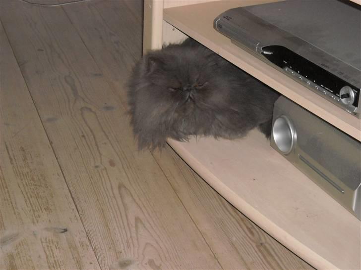 Perser Boris. R.I.P billede 8