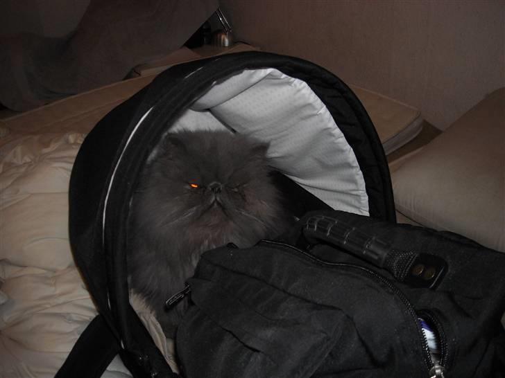 Perser Boris. R.I.P billede 9