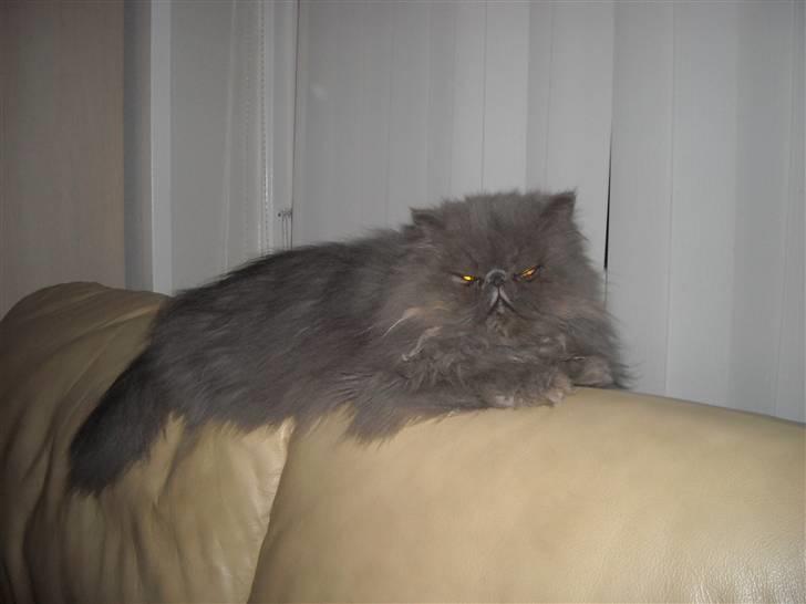 Perser Boris. R.I.P billede 10