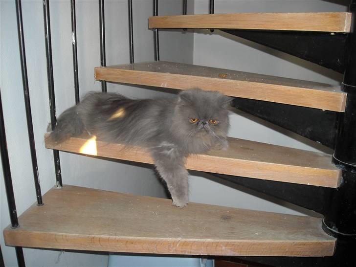 Perser Boris. R.I.P billede 11