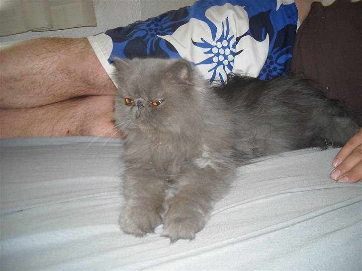 Perser Boris. R.I.P billede 12