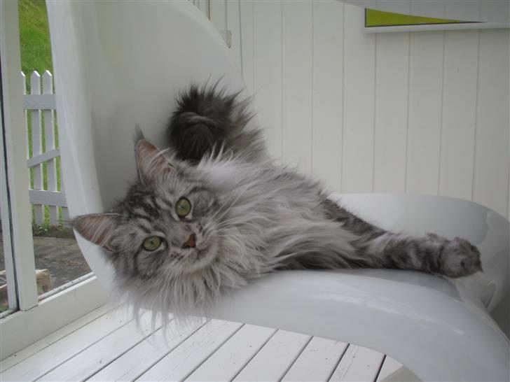 Maine Coon Emma billede 14