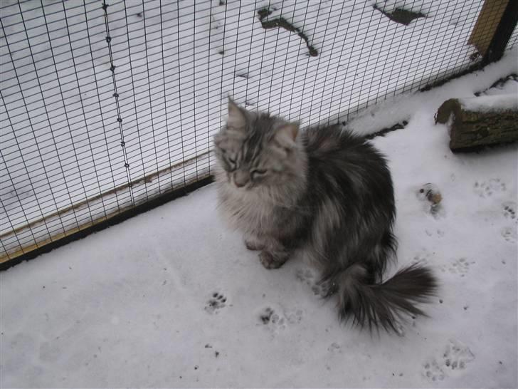 Maine Coon Emma billede 15