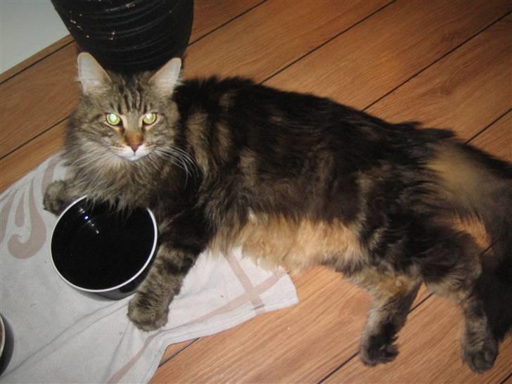 Maine Coon Cosmo  billede 17