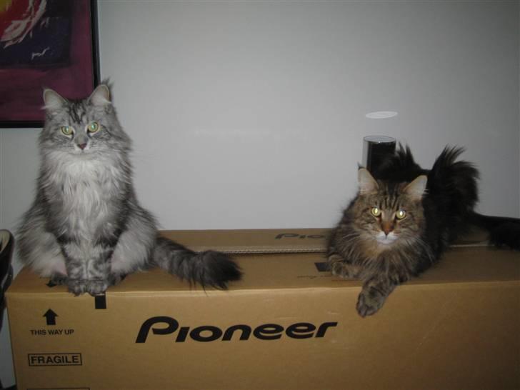 Maine Coon Cosmo  billede 18