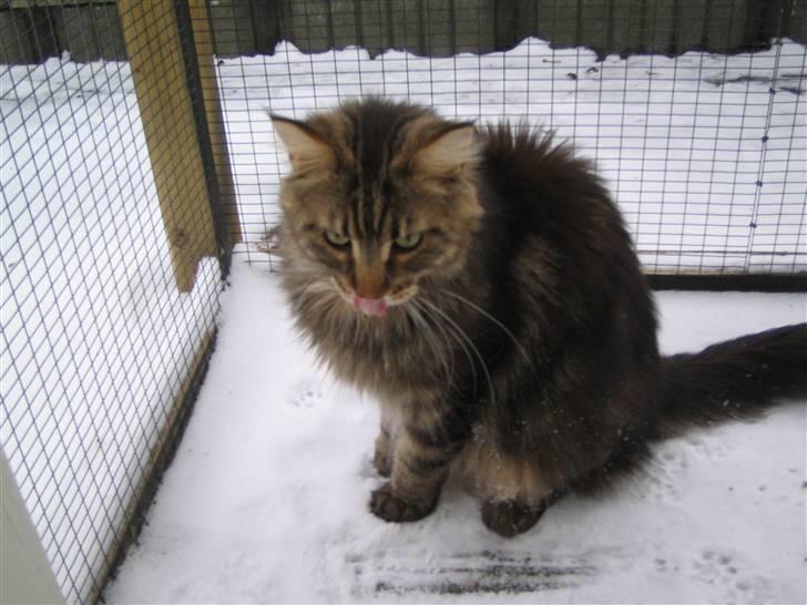 Maine Coon Cosmo  billede 20