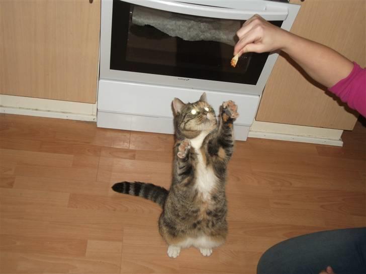 Blanding af racer Bøllemis Aka Daisy billede 2