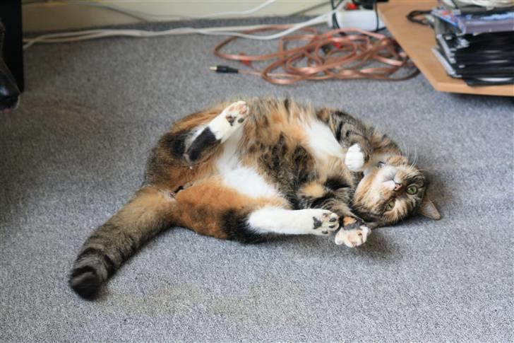 Blanding af racer Bøllemis Aka Daisy billede 3