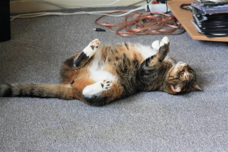 Blanding af racer Bøllemis Aka Daisy billede 4