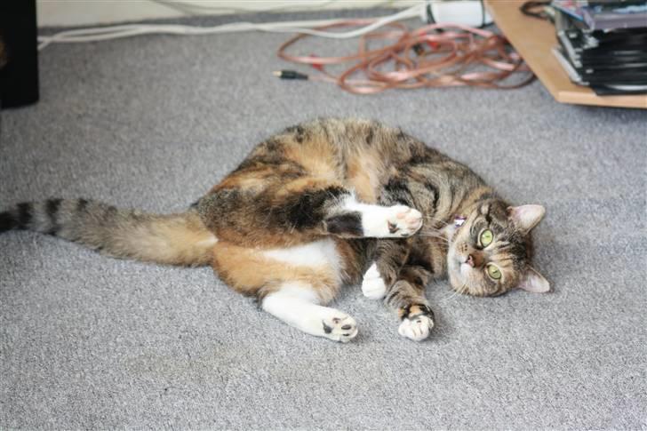 Blanding af racer Bøllemis Aka Daisy billede 5