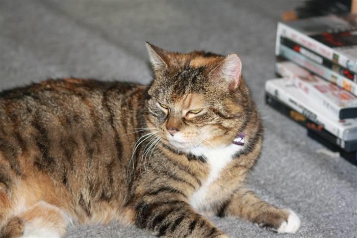 Blanding af racer Bøllemis Aka Daisy billede 6