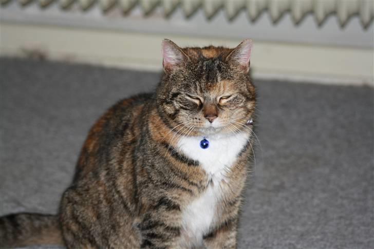 Blanding af racer Bøllemis Aka Daisy billede 7