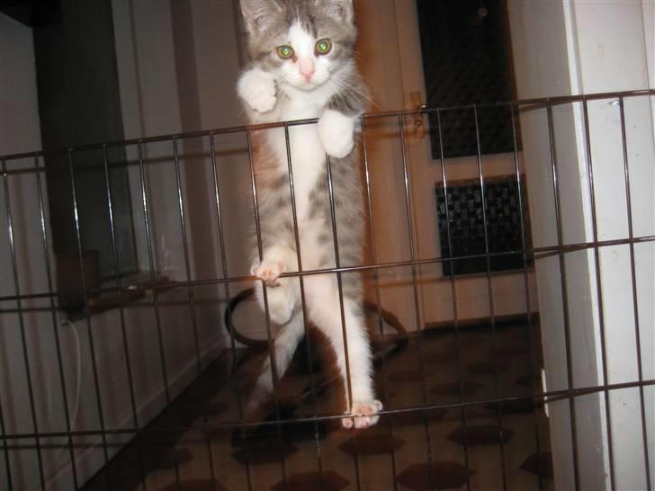 Huskat Malibu billede 10