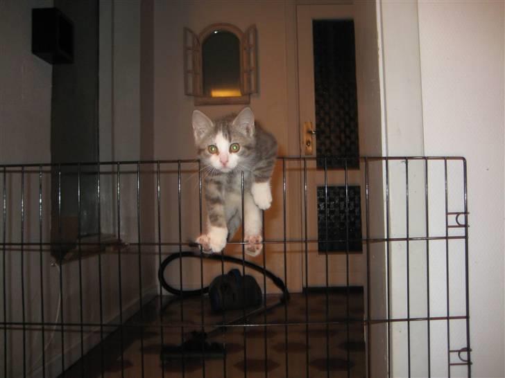 Huskat Malibu billede 11