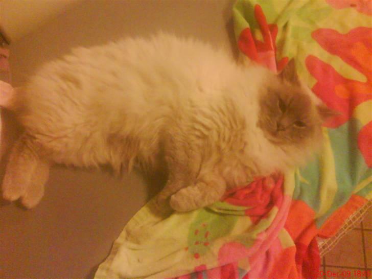 Ragdoll Svend - Jeg lå faktisk lige og hyggede mig! billede 7