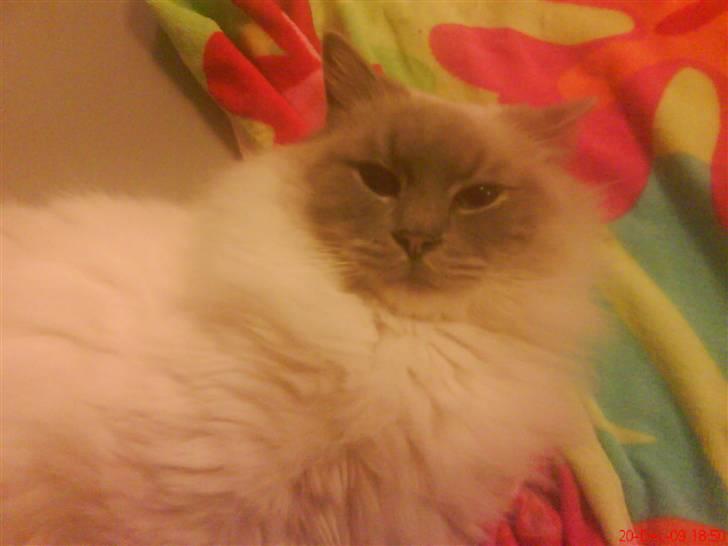 Ragdoll Svend billede 8