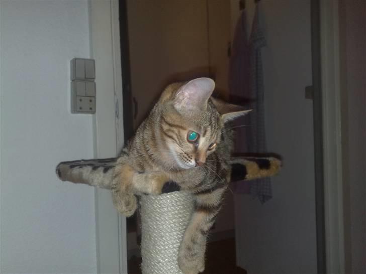 Huskat strit borte billede 11