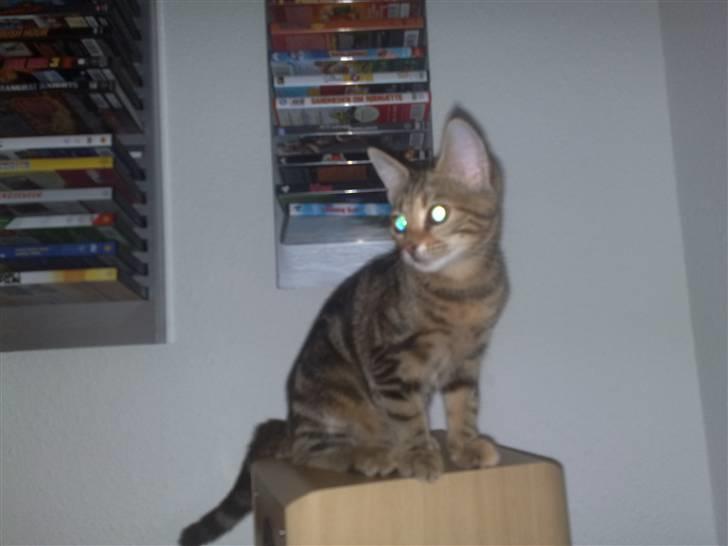 Huskat strit borte billede 12