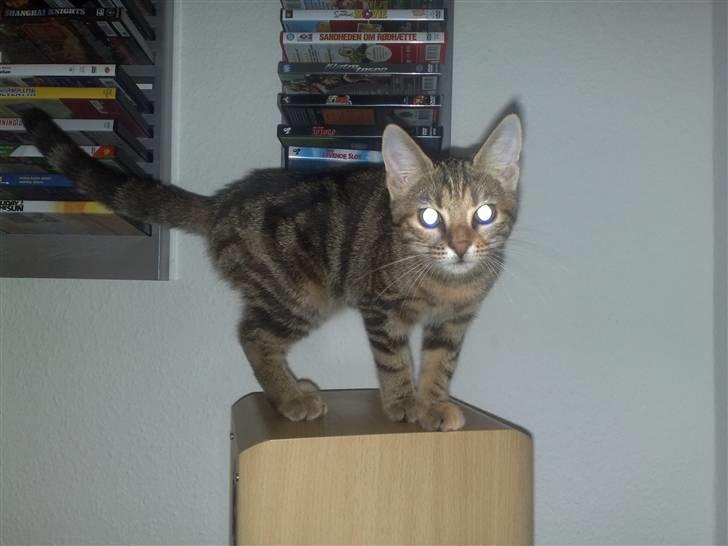 Huskat strit borte billede 13