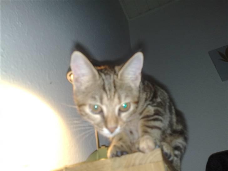 Huskat strit borte billede 14