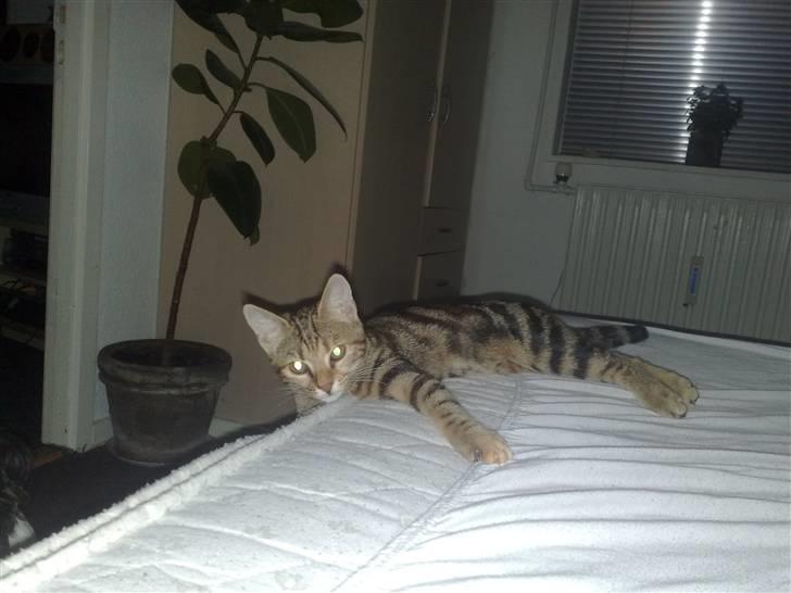 Huskat strit borte billede 15