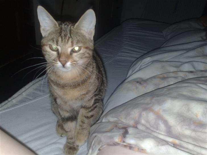 Huskat strit borte billede 16