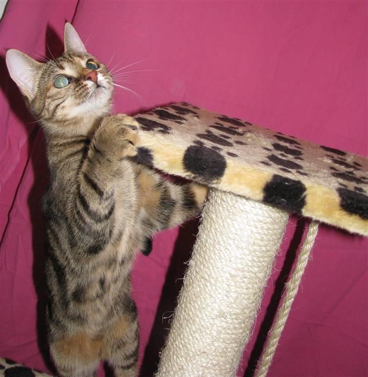 Huskat strit borte billede 17