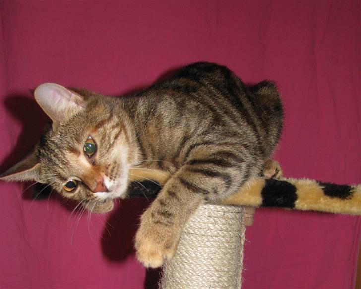 Huskat strit borte billede 18