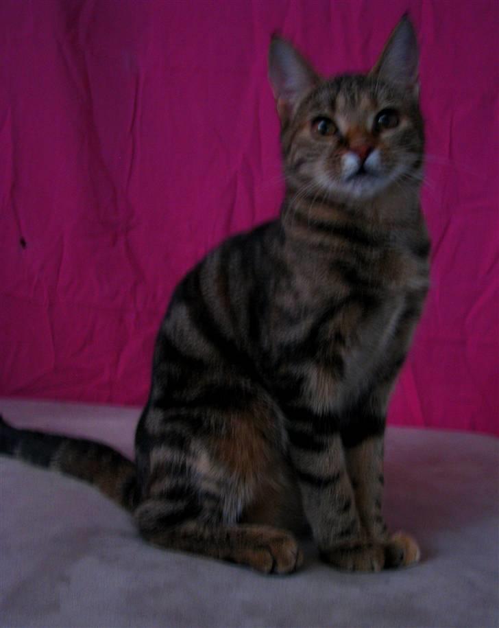 Huskat strit borte billede 19