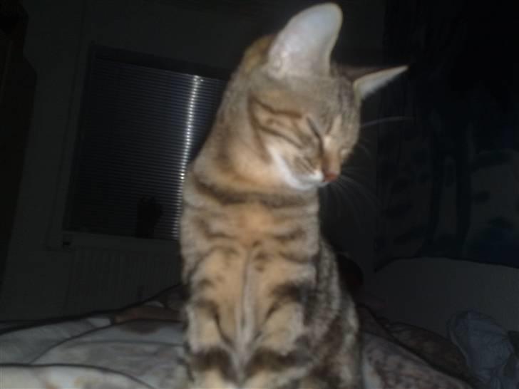 Huskat strit borte billede 20