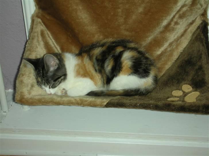 Blanding af racer Bonita billede 9