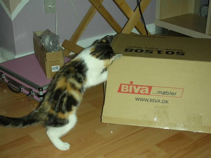 Blanding af racer Bonita - Skal da lige hjælpe med at samle reol  billede 10