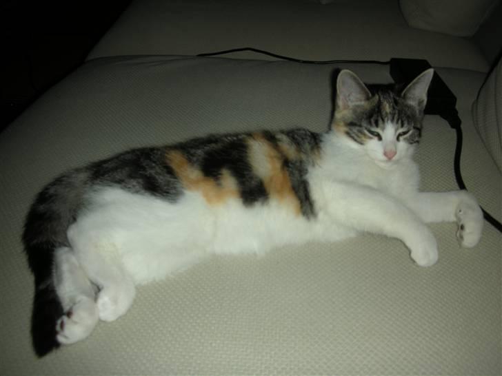 Blanding af racer Bonita billede 11