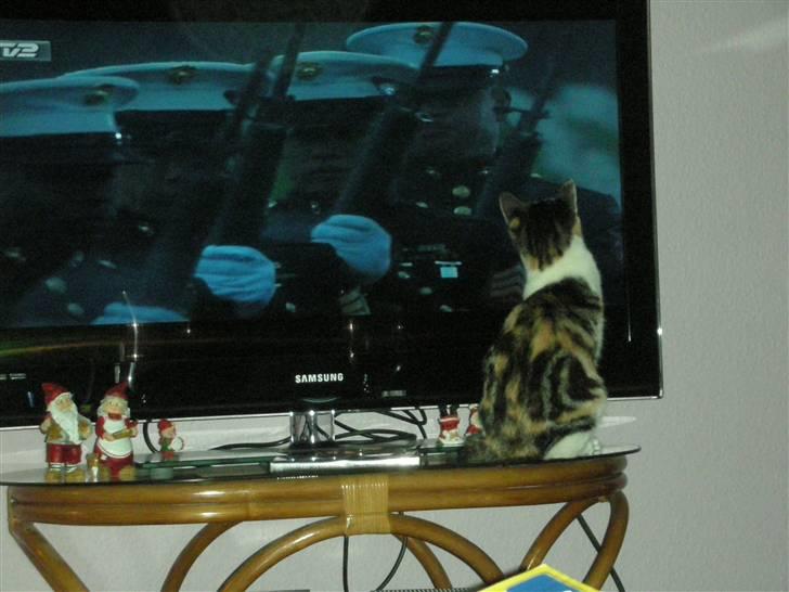 Blanding af racer Bonita billede 12