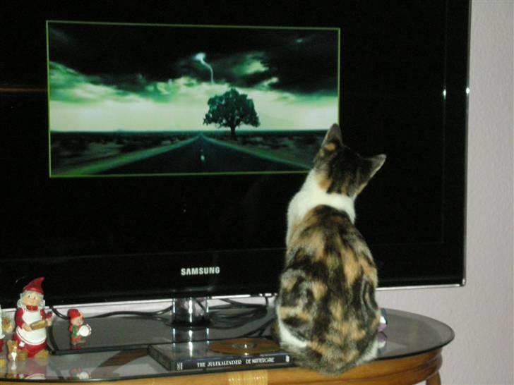 Blanding af racer Bonita - Elsker at se fjernsyn  billede 13