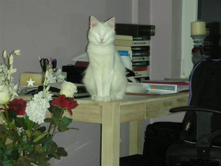 Maine Coon Shiba billede 11