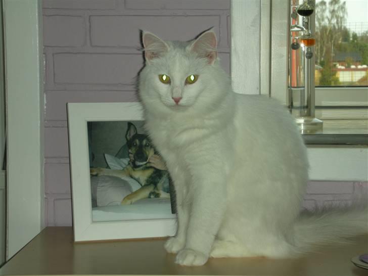 Maine Coon Shiba billede 12