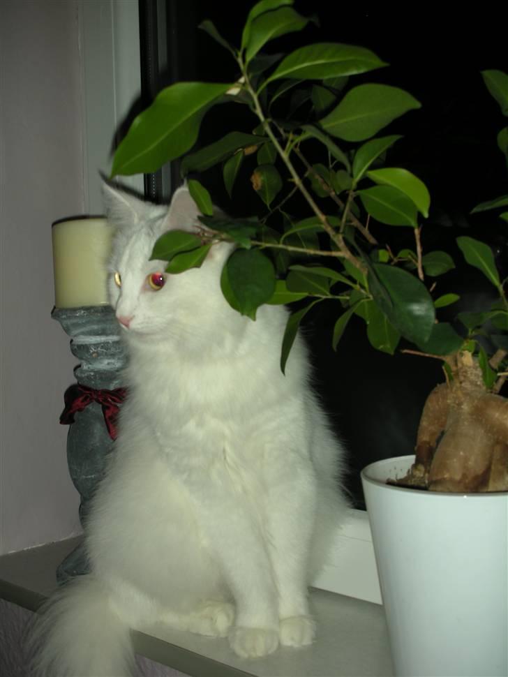 Maine Coon Shiba billede 13