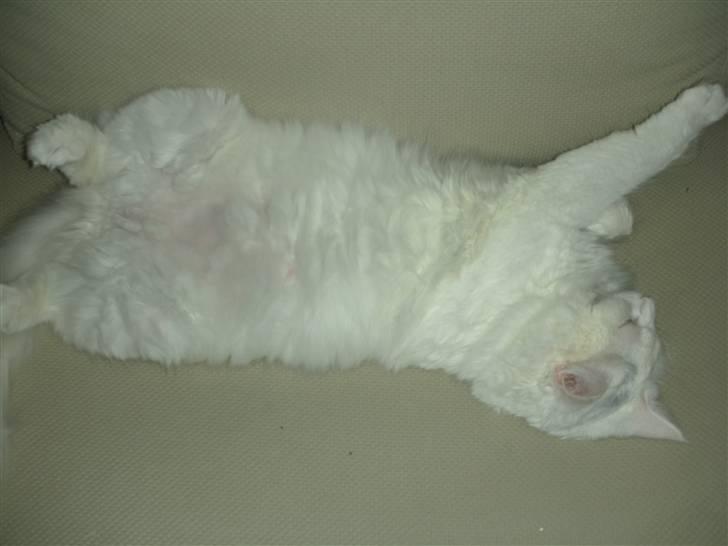 Maine Coon Shiba billede 14