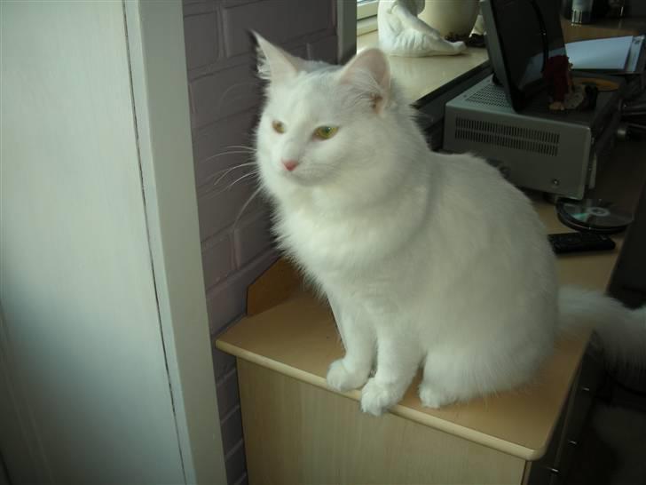 Maine Coon Shiba billede 15