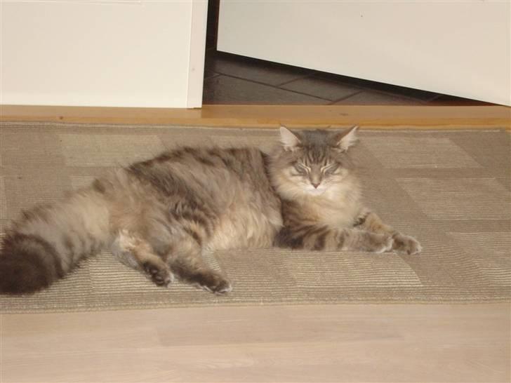 Maine Coon ingolf billede 1