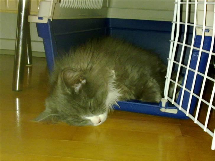 Blanding af racer Candy reseveret :) billede 9