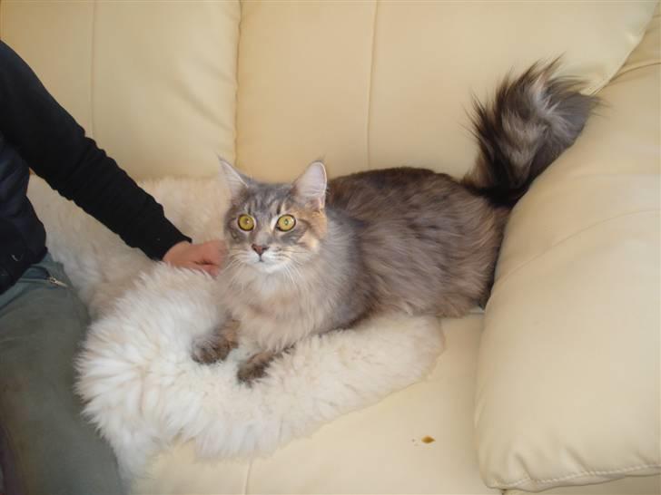 Maine Coon ingolf billede 2