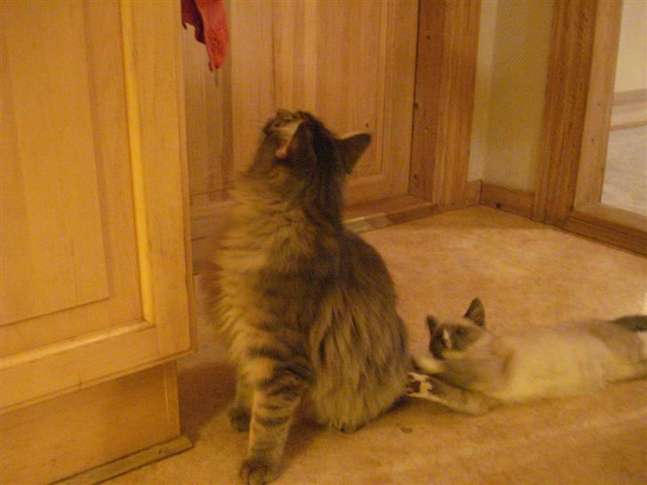 Maine Coon ingolf billede 3